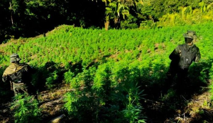 plantacion-Marihuana-Colon
