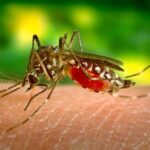 malaria