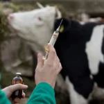 veterinario